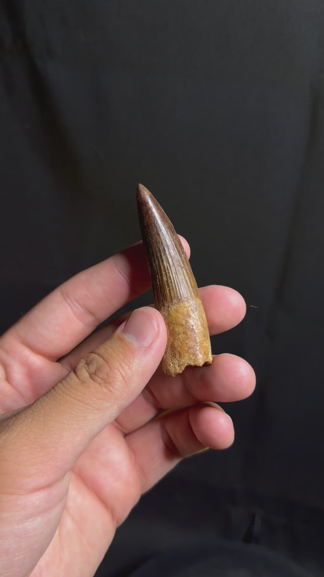 Spinosaurus Tooth – 2.67" – Kem Kem Beds, Morocco