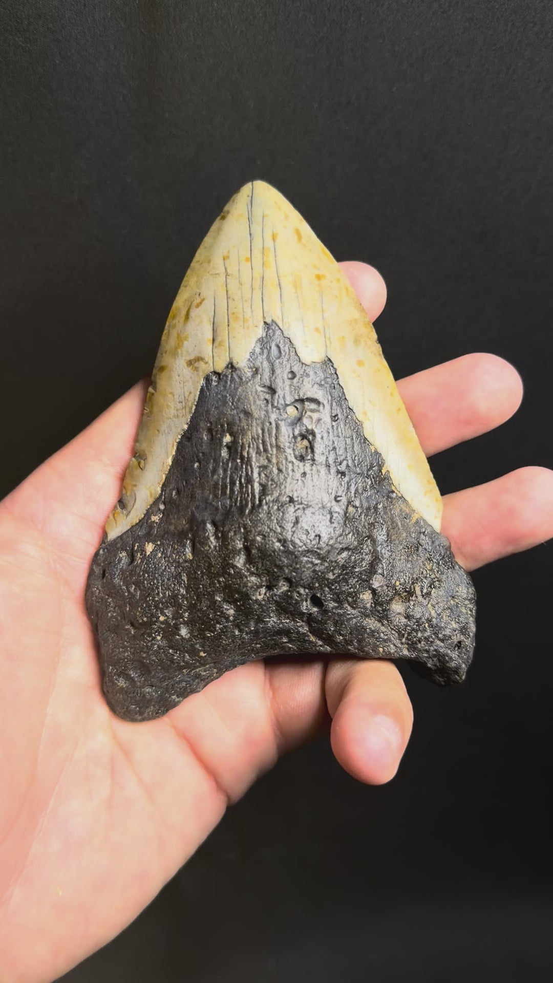 Megalodon Tooth – 4.79” – Ledge, North Carolina
