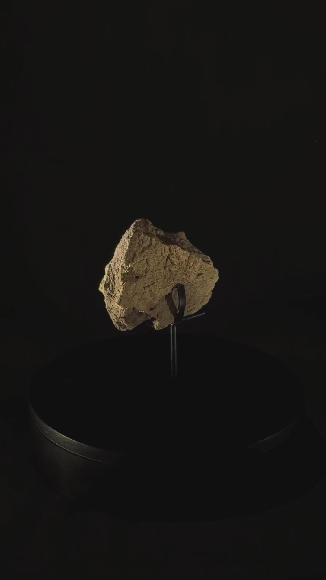 Triceratops Frill fossil - 3.5 in x 3 in - Hell Creek Formation