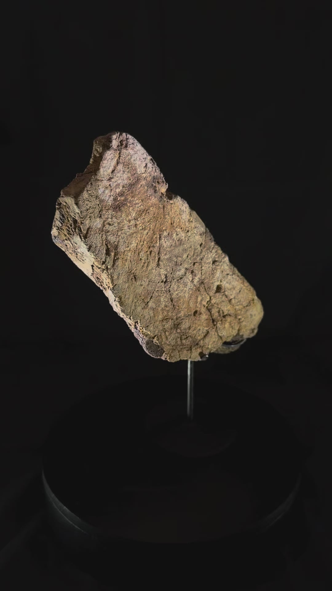 Triceratops Frill fossil - Hell Creek Formation