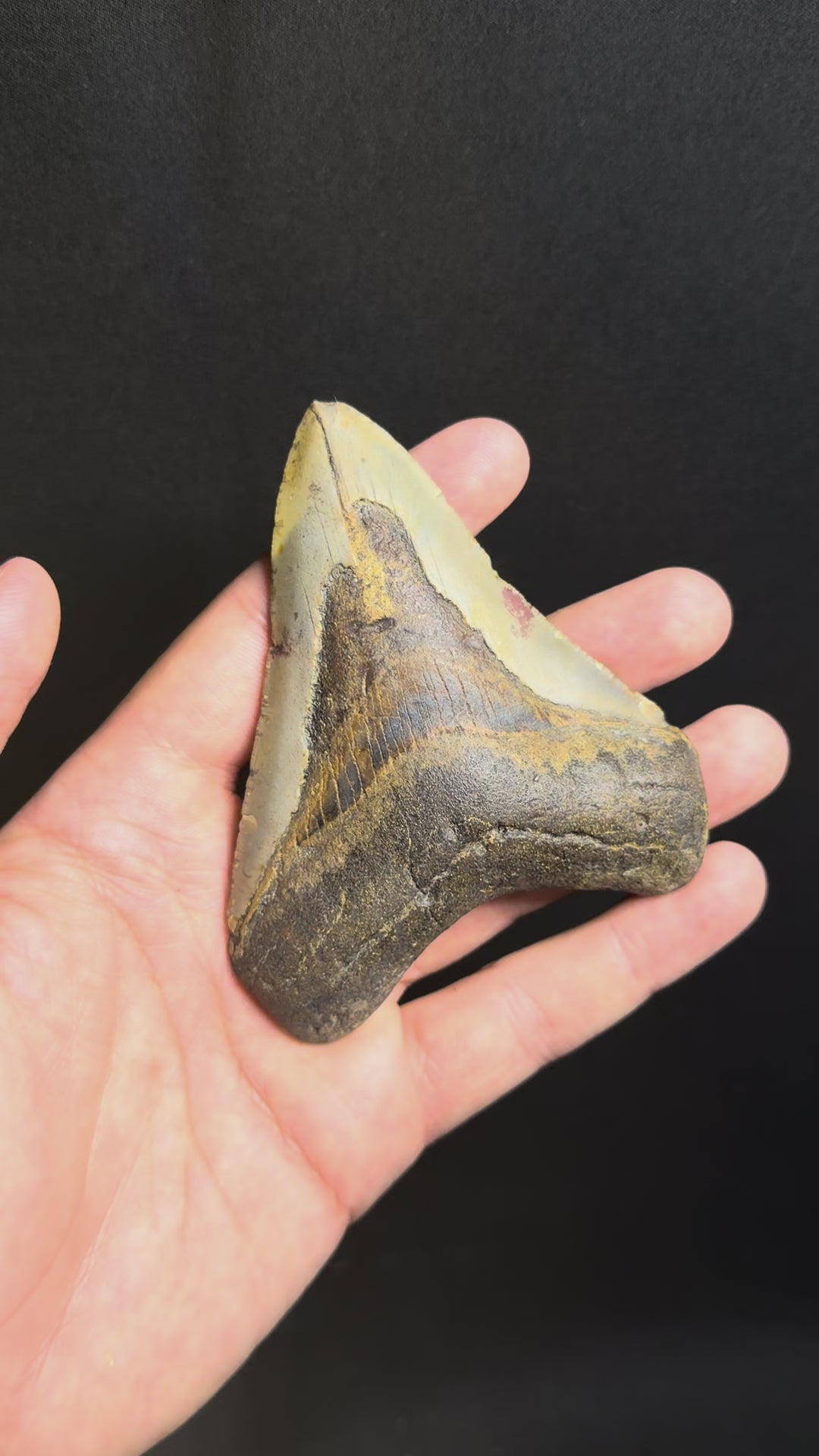 Megalodon Tooth – 4.03” – Ledge, North Carolina