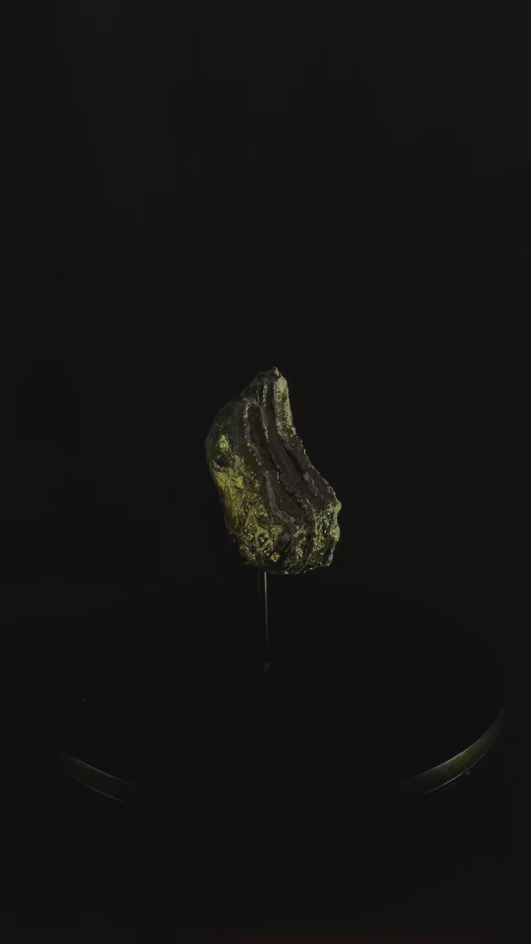 Columbian Mammoth Tooth