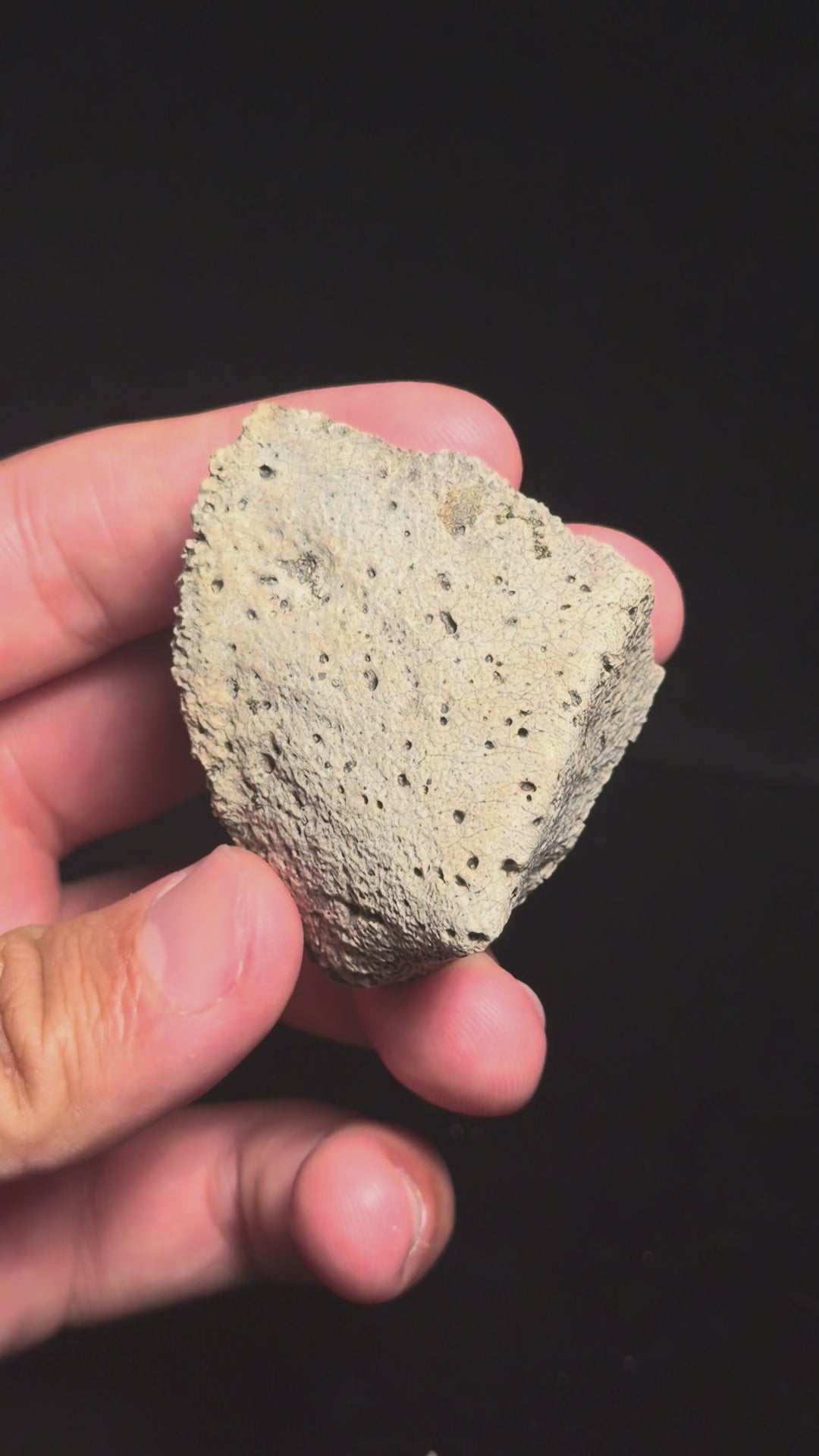Ankylosaur Scute – 2.24" – Judith River Formation, Montana