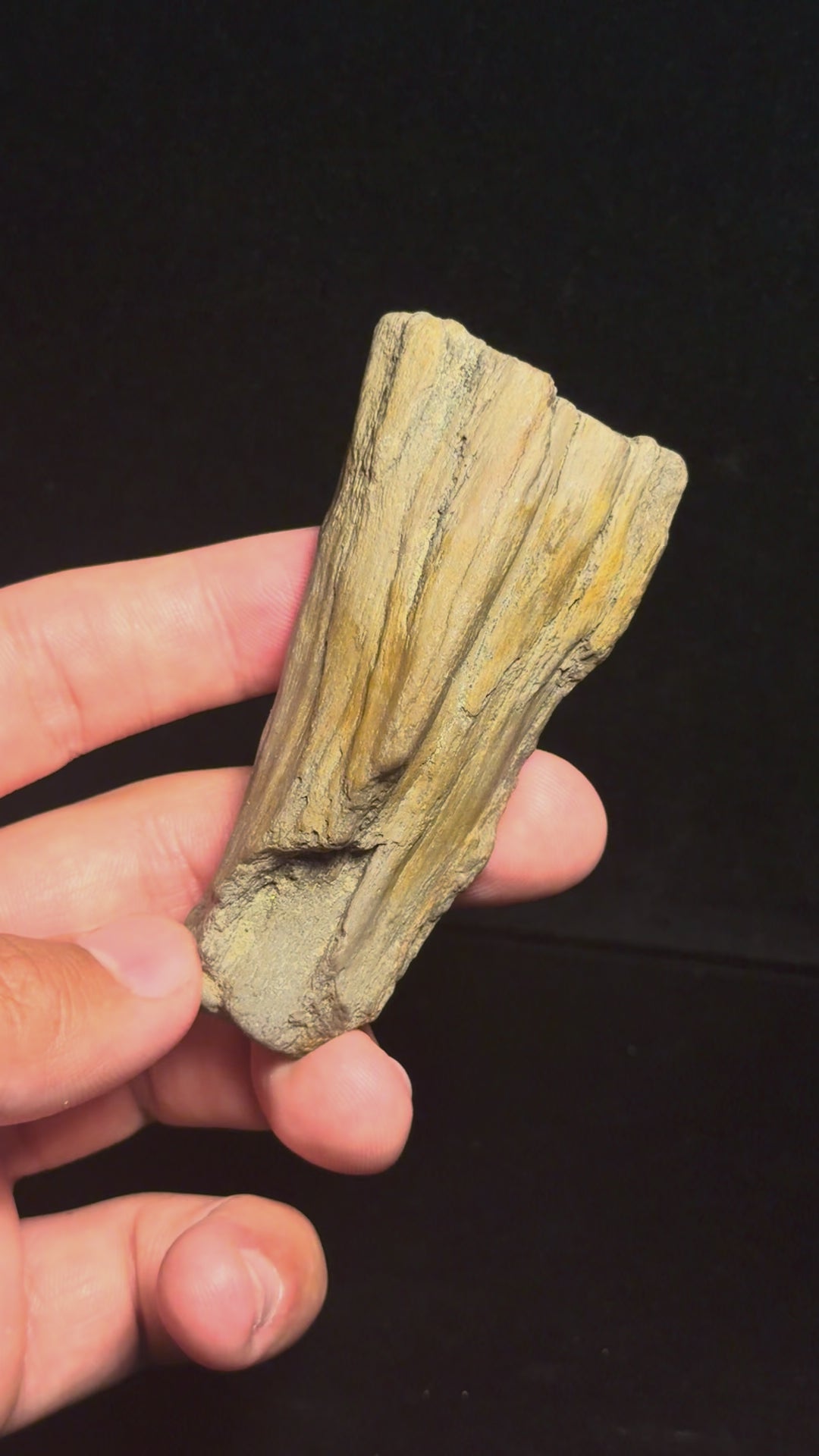 Petrified Wood – 3.31" – Hell Creek Formation, Montana