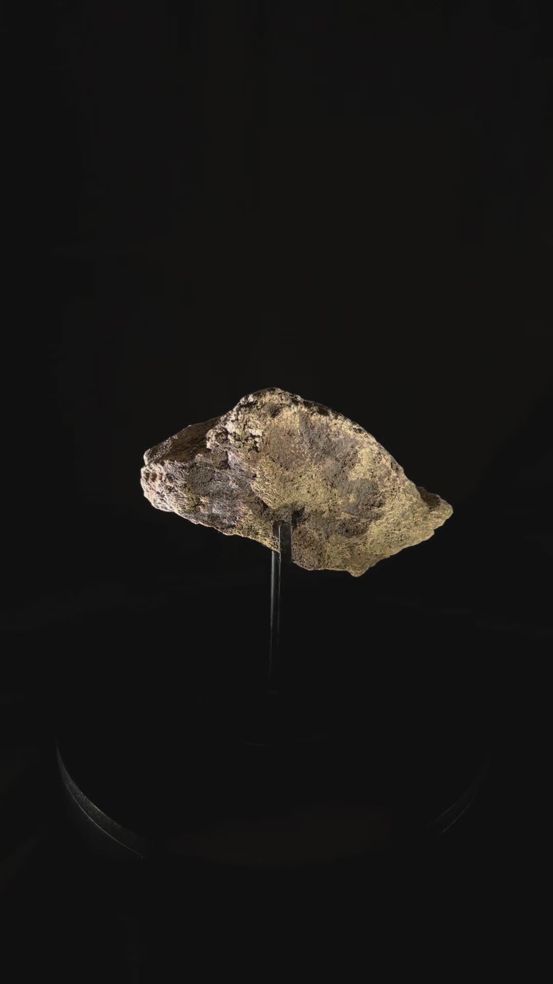 Triceratops Frill fossil - Hell Creek Formation