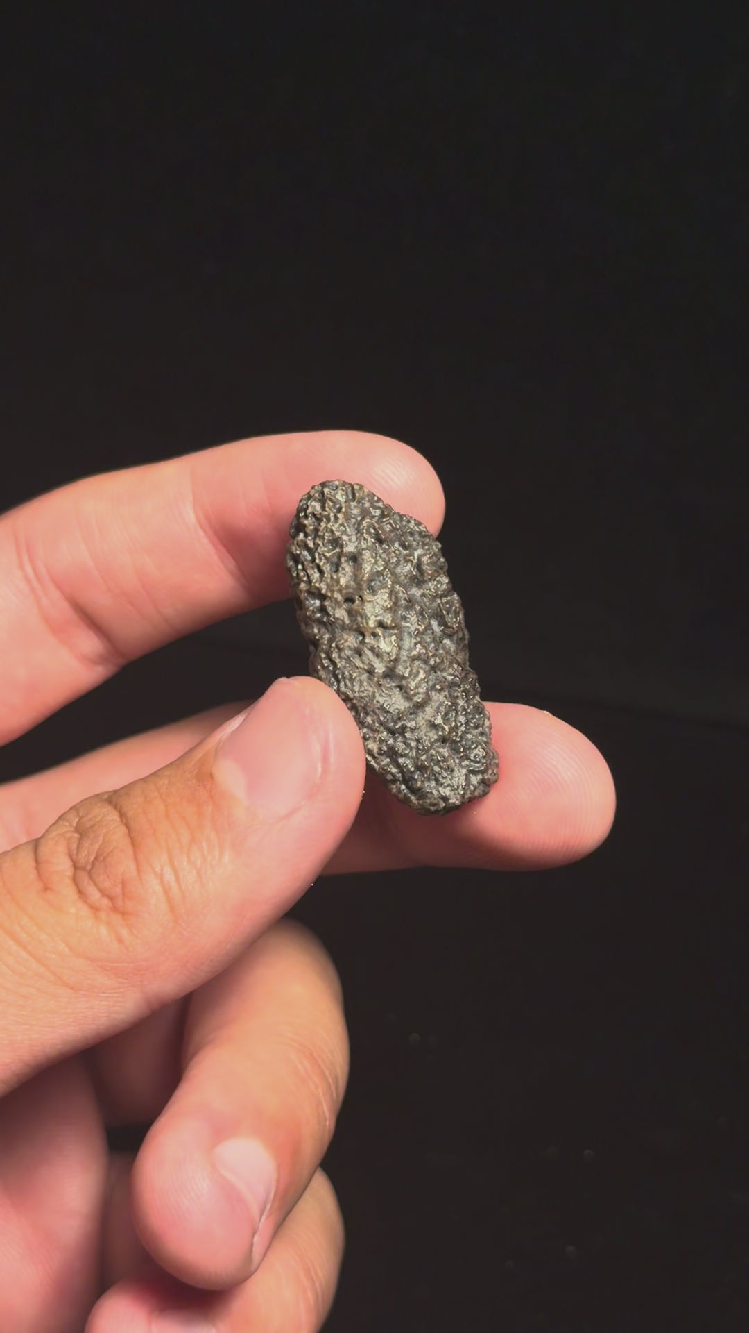 Ankylosaur Scute – 1.44" – Judith River Formation, Montana
