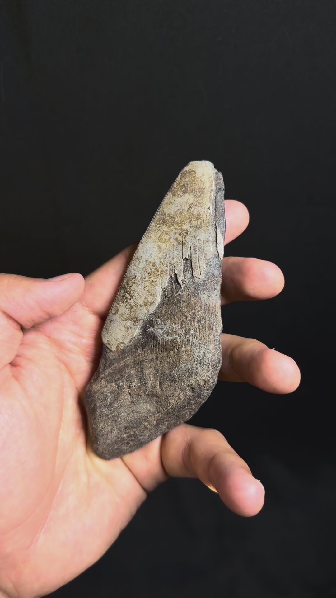 Megalodon Tooth Fragment – Georgia