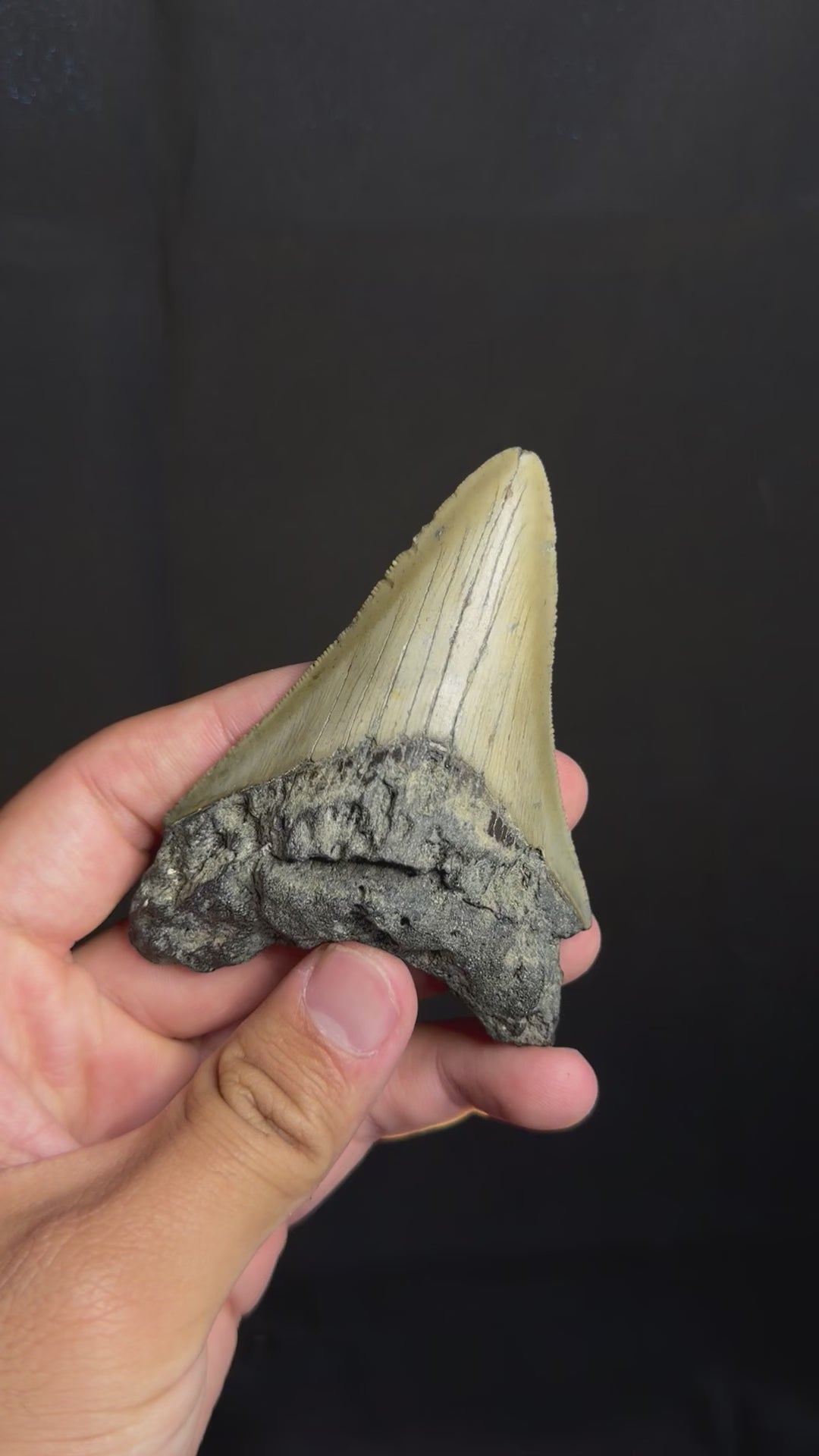 Megalodon Tooth - 3.74" - Ledge, North Carolina