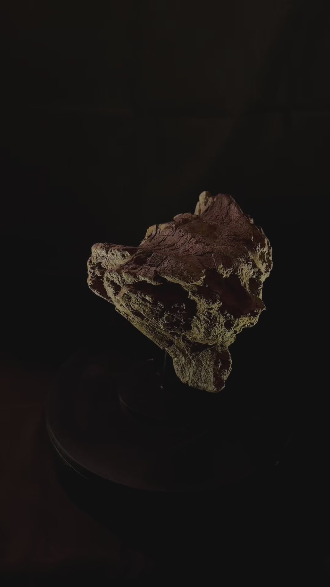 Triceratops Vertebra Processes - Hell Creek Formation