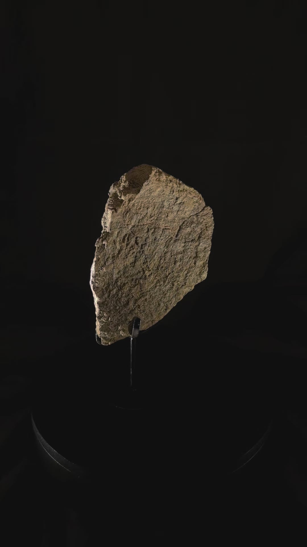 Triceratops Frill fossil - Hell Creek Formation