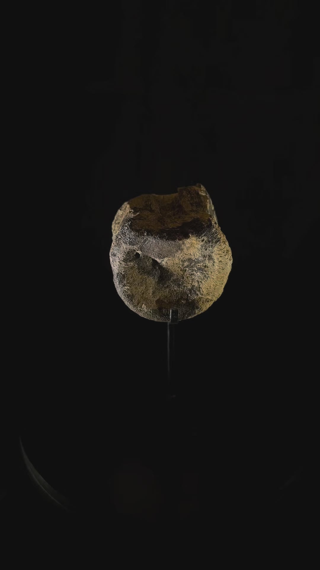 Hadrosaur Tail Vertebra - Hell Creek Formation