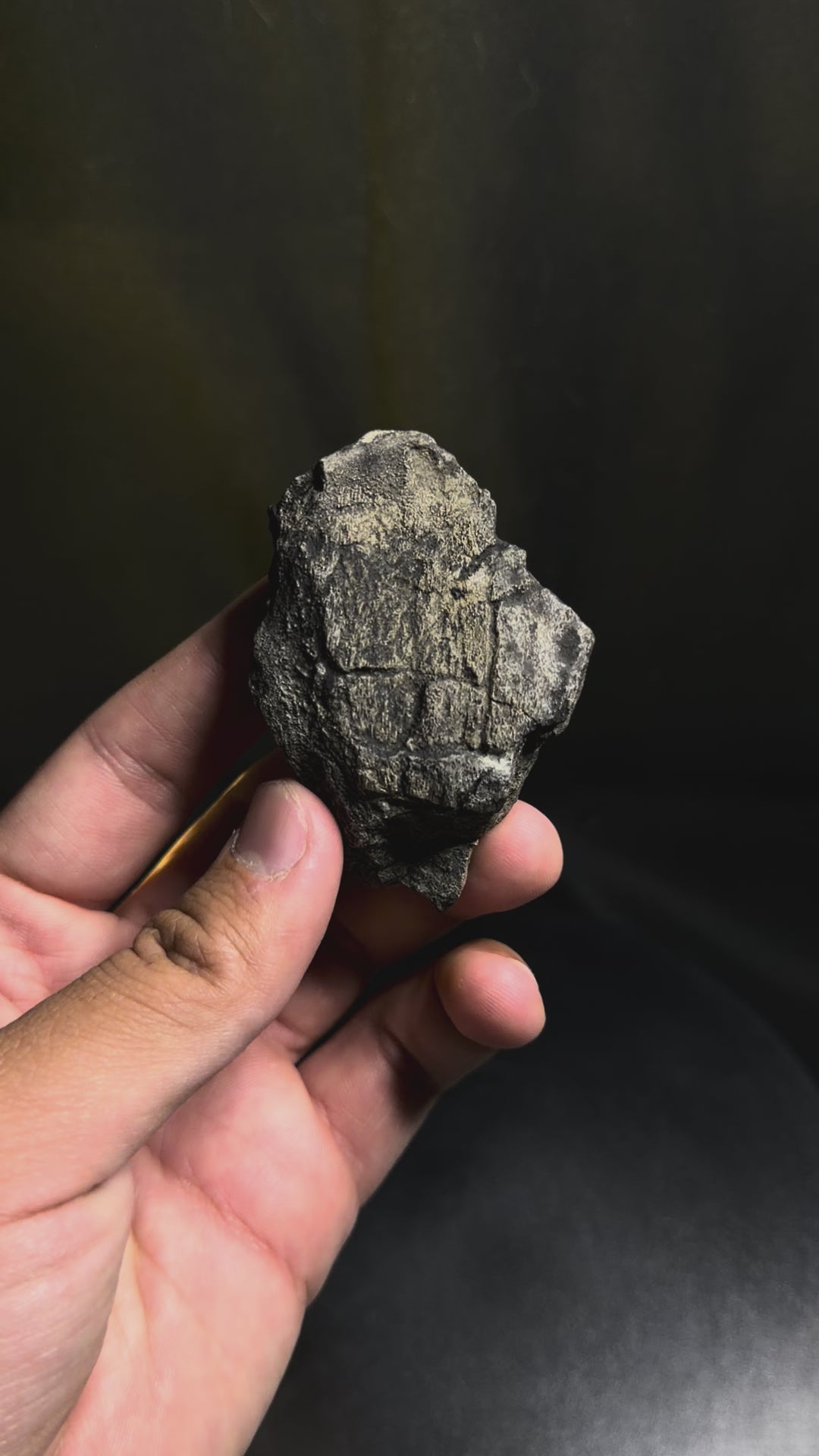 Framed Stegosaurus Dorsal Plate - Morrison Formation