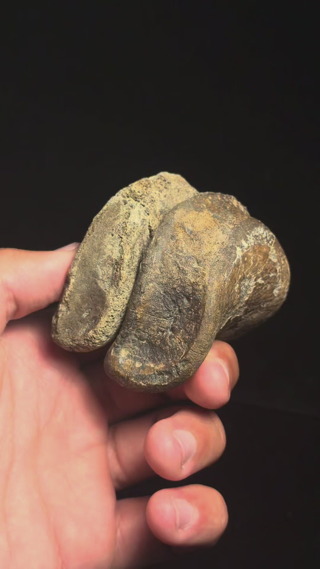 Hadrosaur Phalanges (IV-3 & IV-4) – Associated Pair – Judith River/Hell Creek Formation, Montana