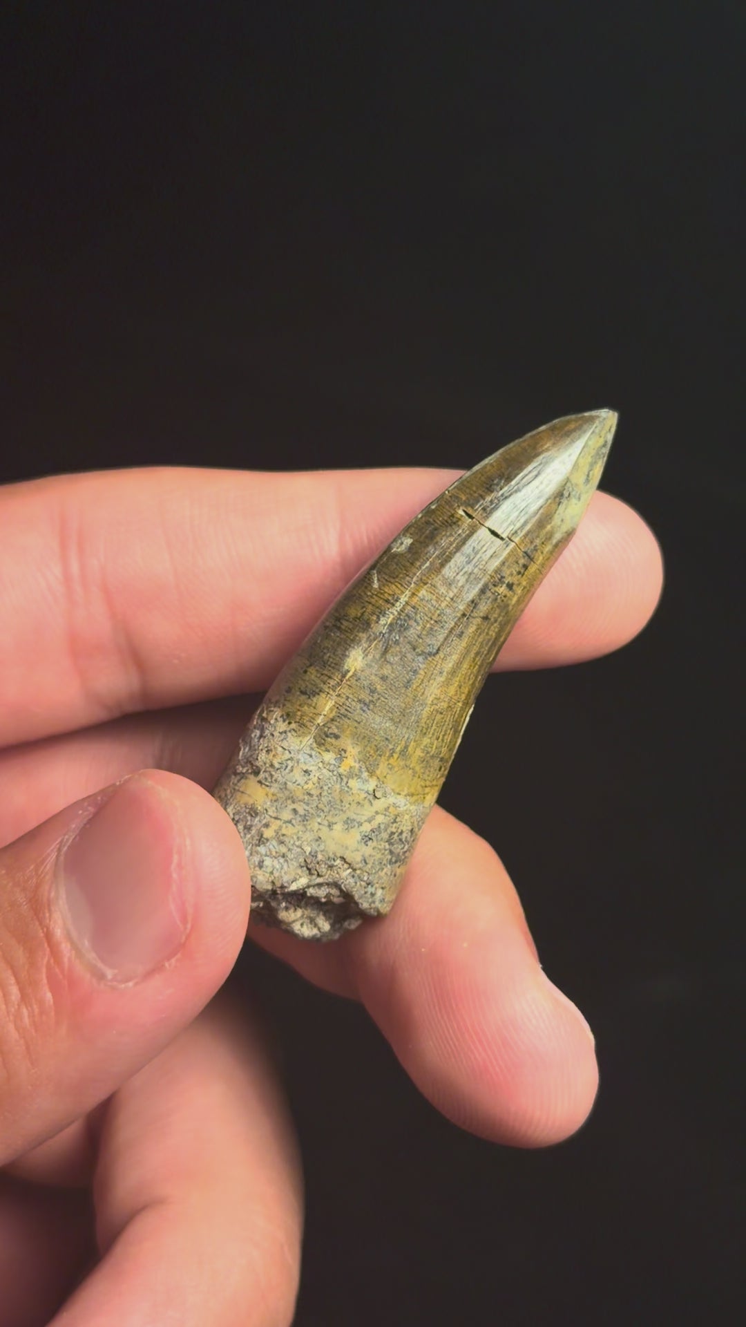 Suchomimus Tooth – 2.04" – Elrhaz Formation, Niger