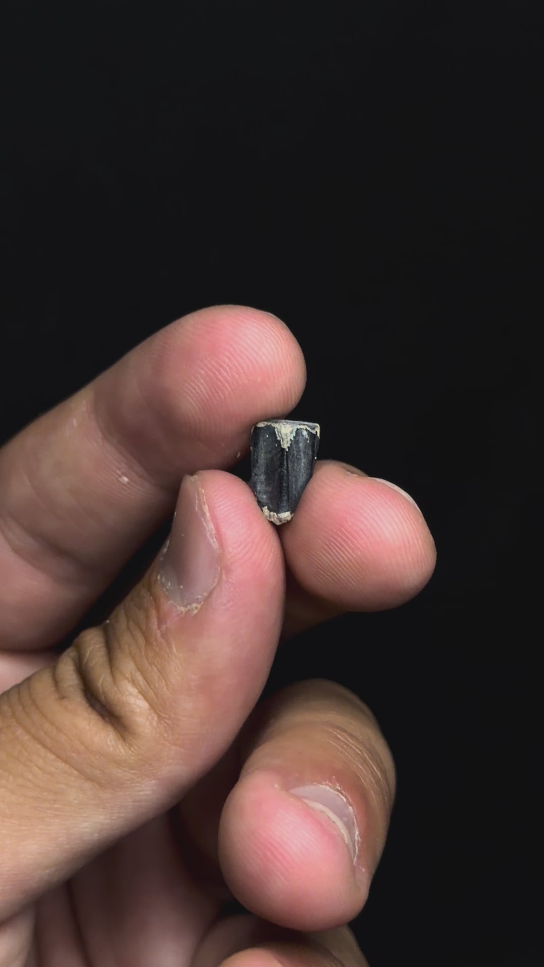 Framed Hadrosaur Tooth (Worn) - Lance Formation