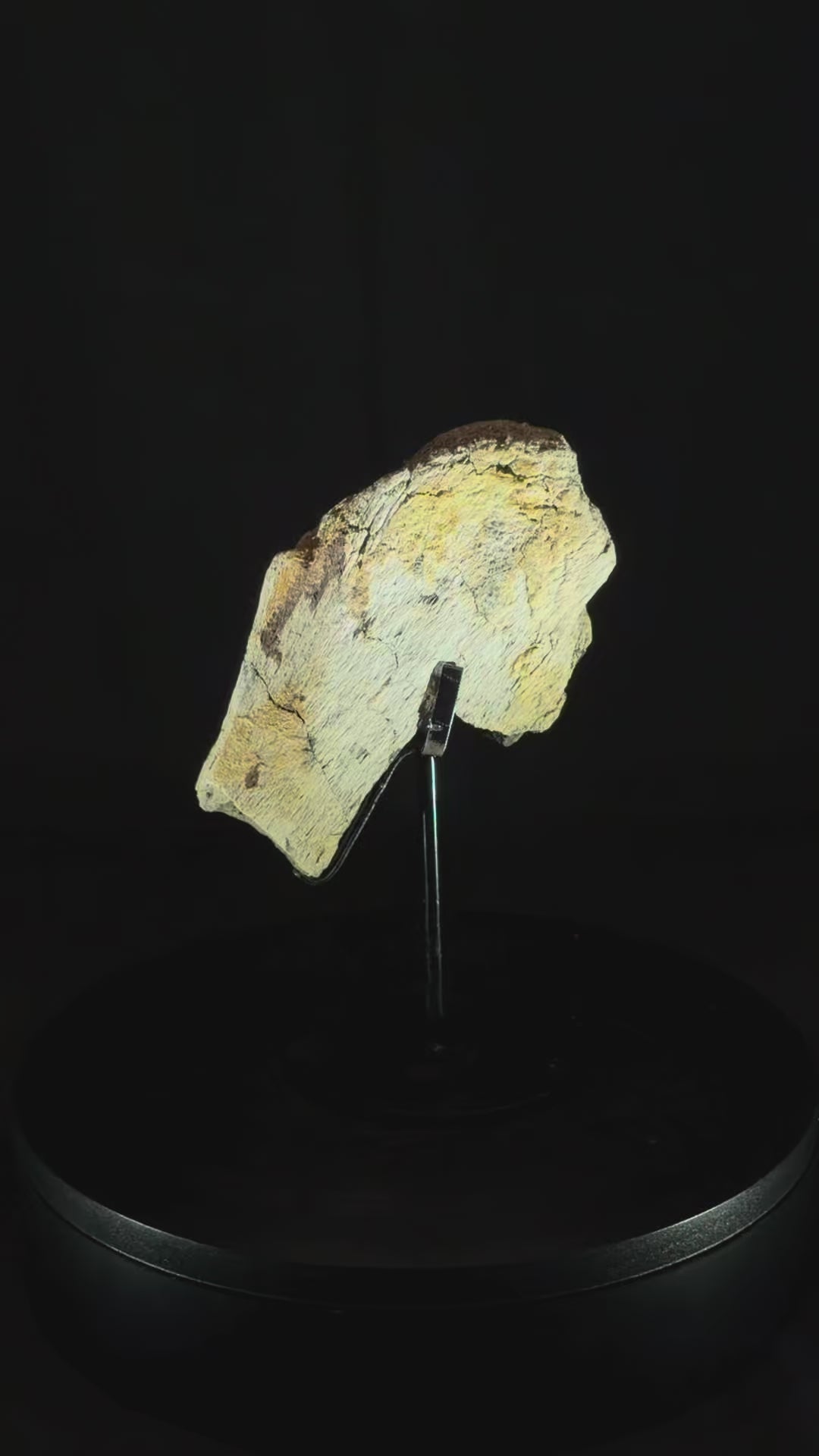 Triceratops Rib - 4.88” - Hell Creek Formation