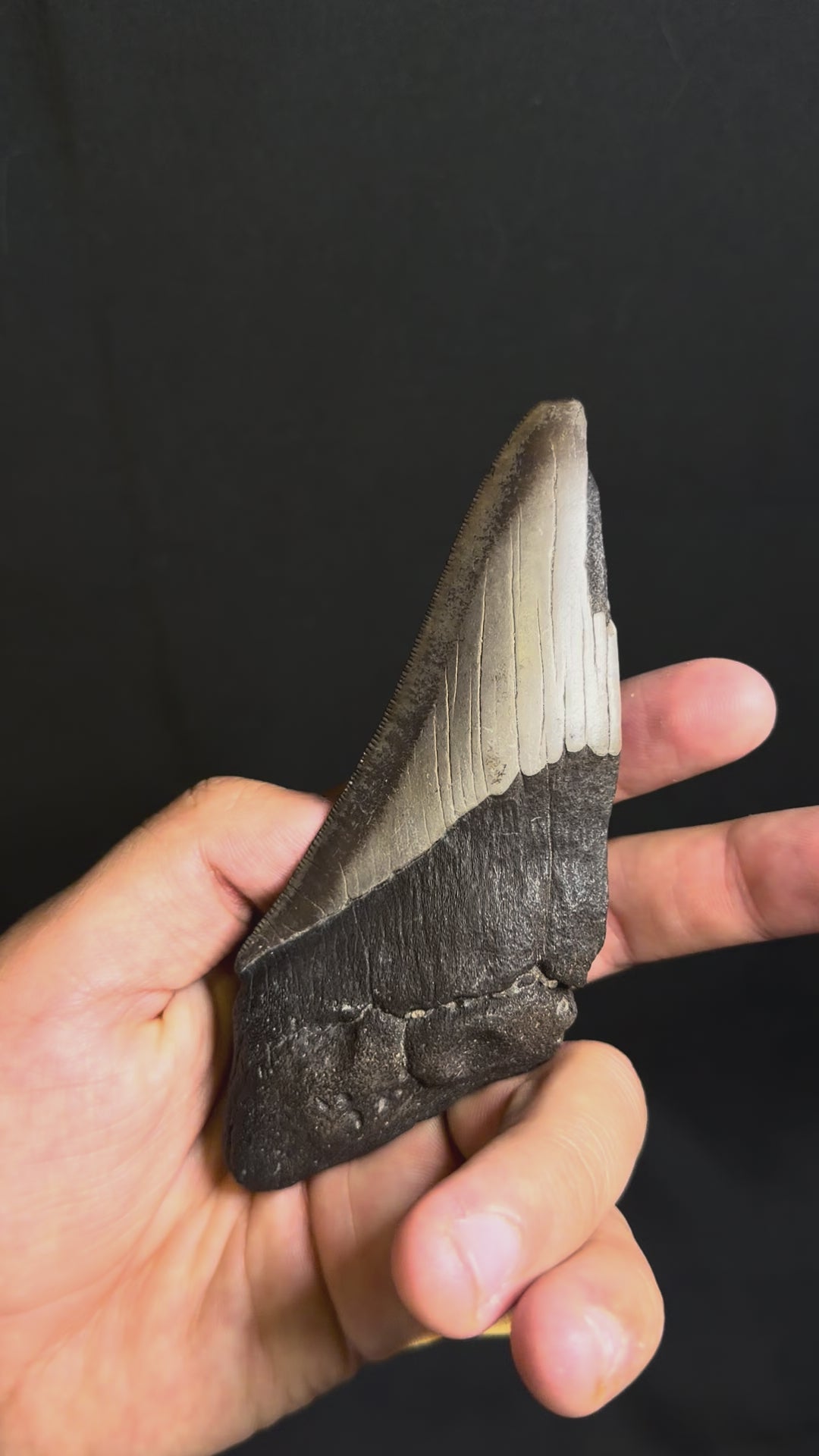 Megalodon Tooth Fragment - Ledge, North Carolina