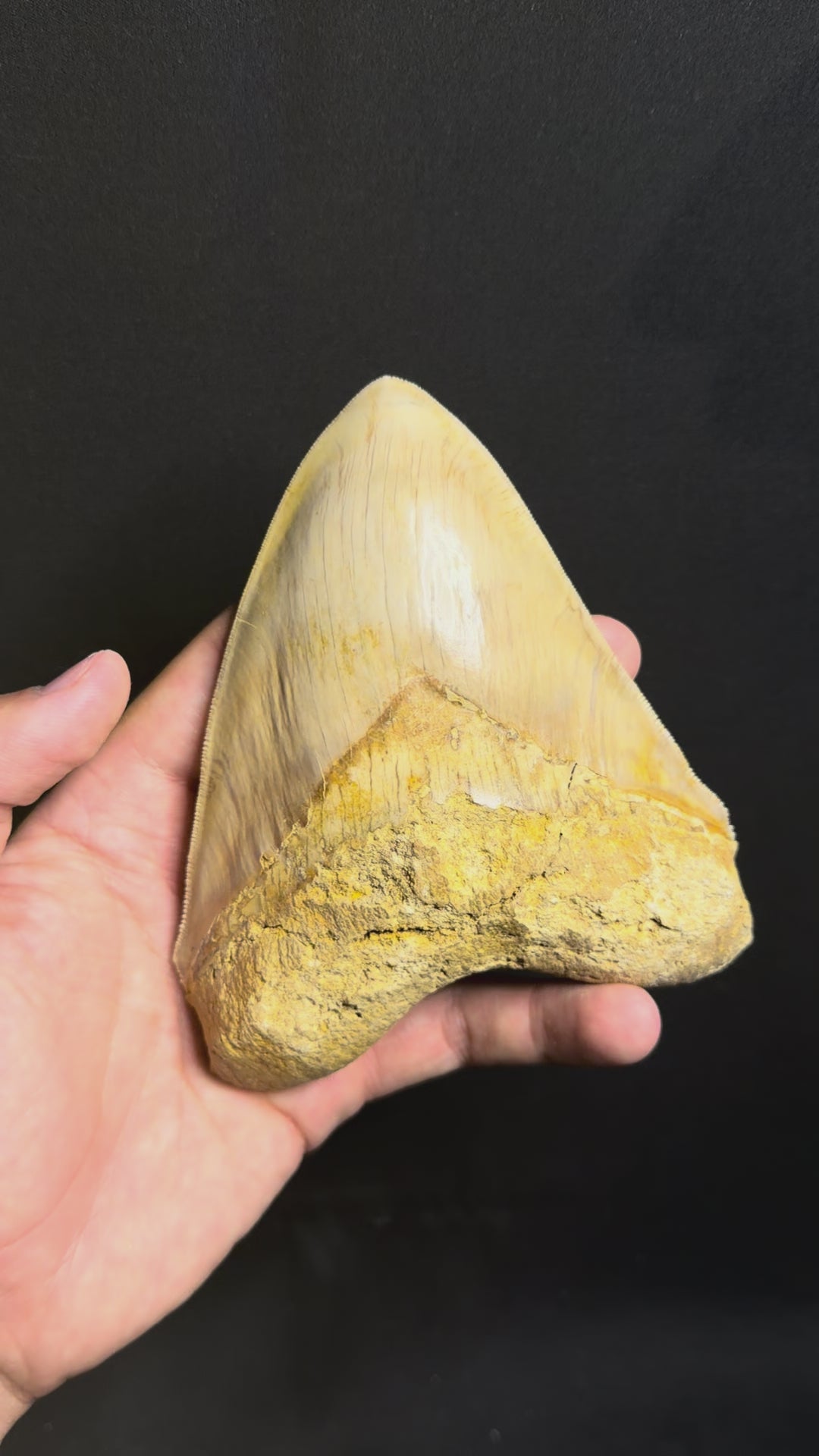 Megalodon Tooth – 5.41” – Indonesia
