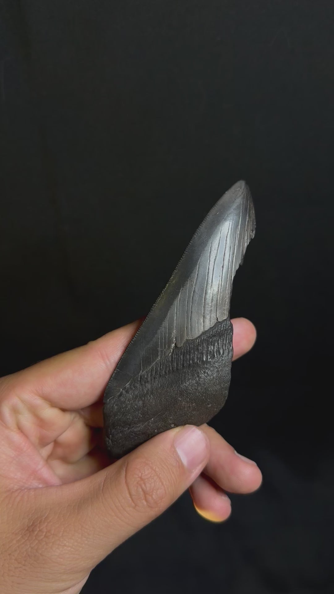 Megalodon Tooth Fragment - Ledge, North Carolina