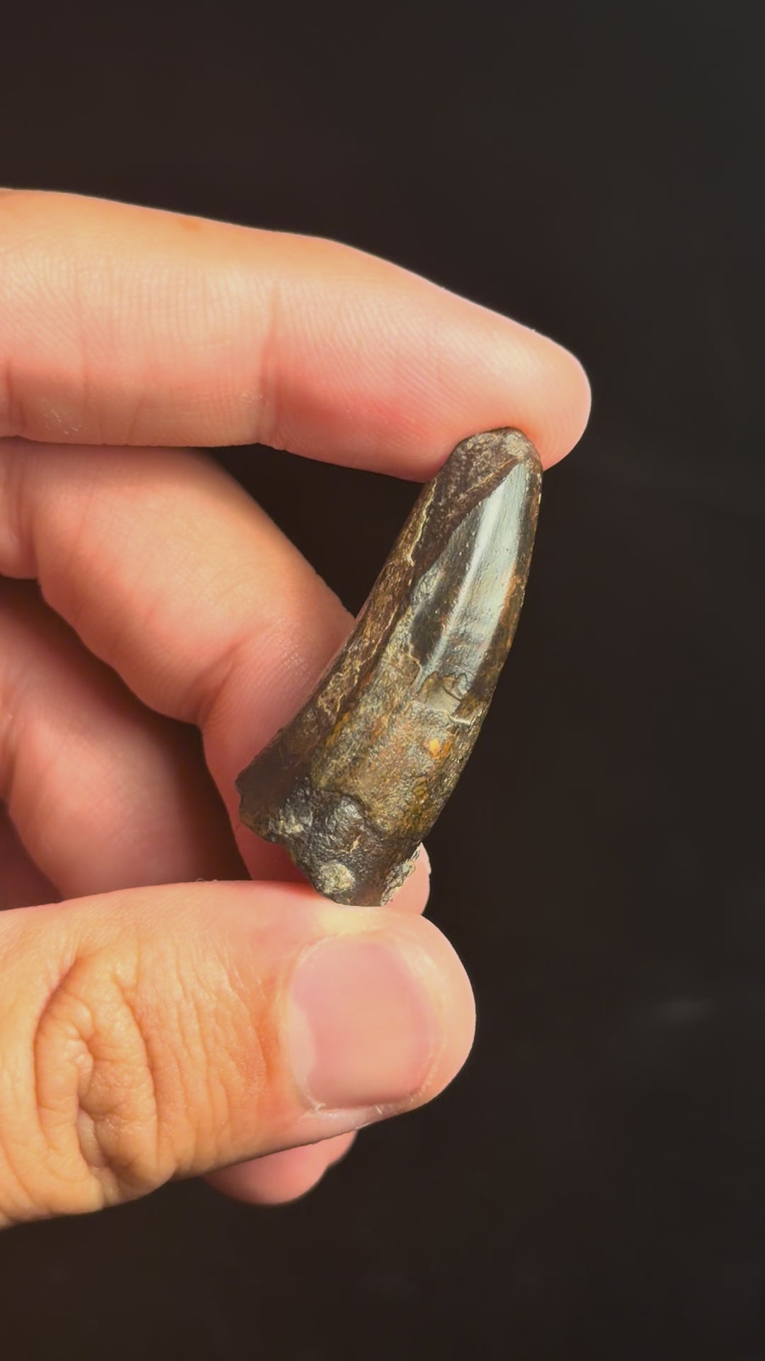 Suchomimus Tooth – 1.57" – Elrhaz Formation, Niger