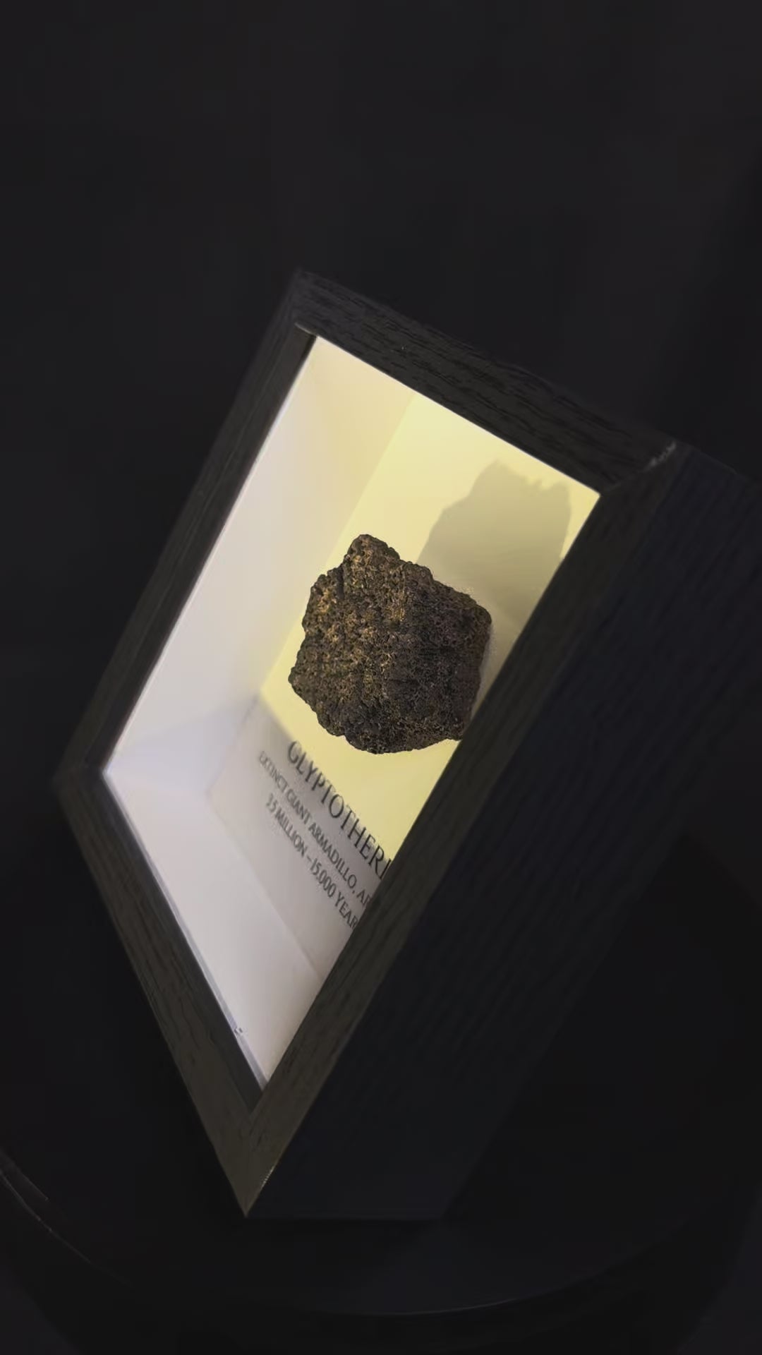 Framed Glyptotherium / Glyptodon scute