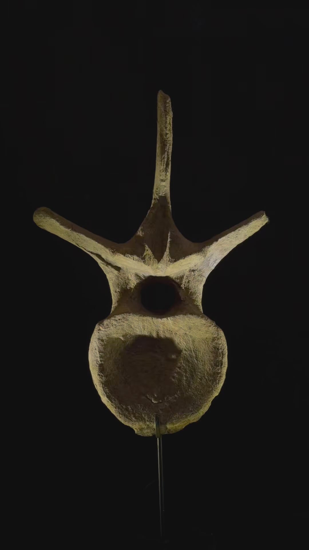 Hadrosaur Dorsal Vertebra - Hell Creek Formation