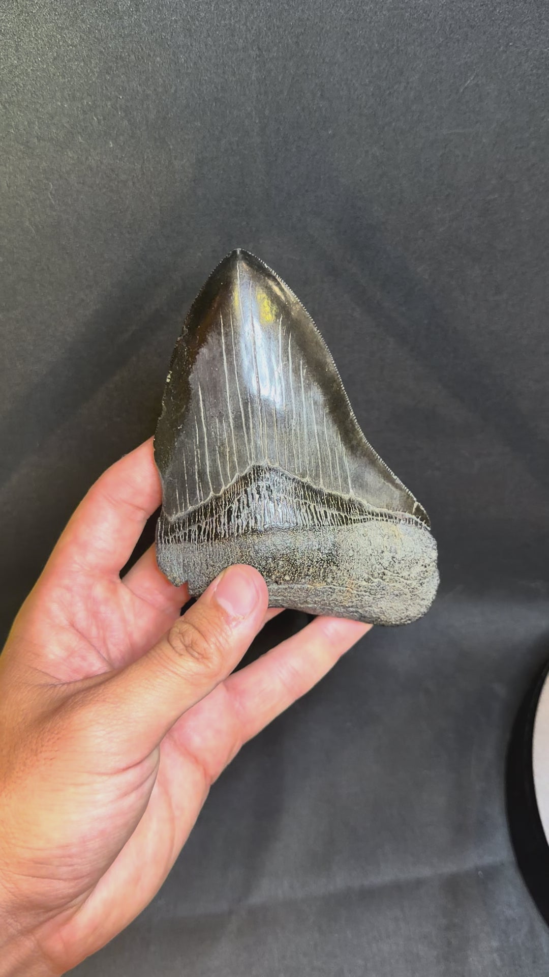 5.51” Megalodon Tooth – Hawthorne Formation