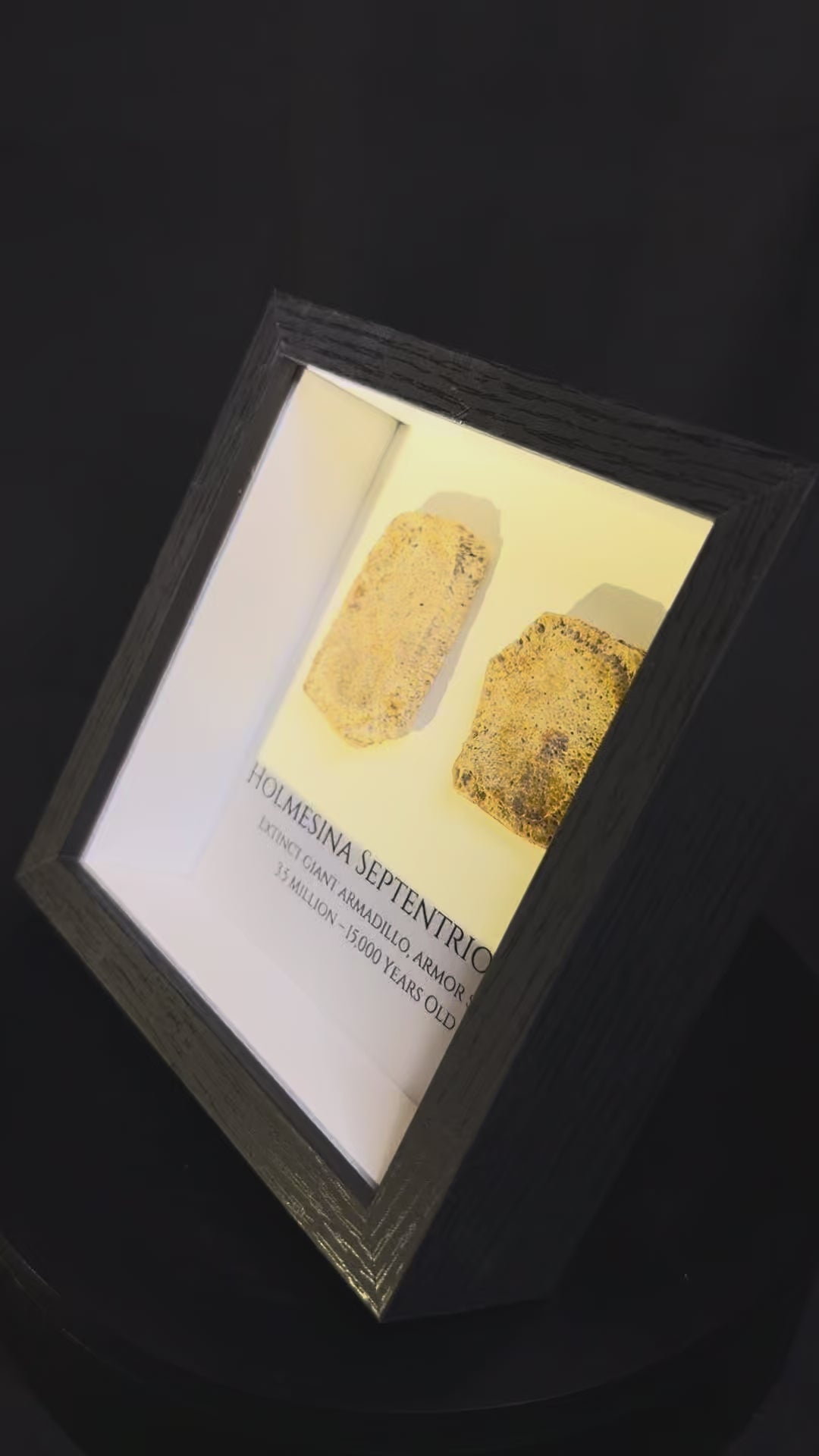 Framed Giant Armadillo scutes