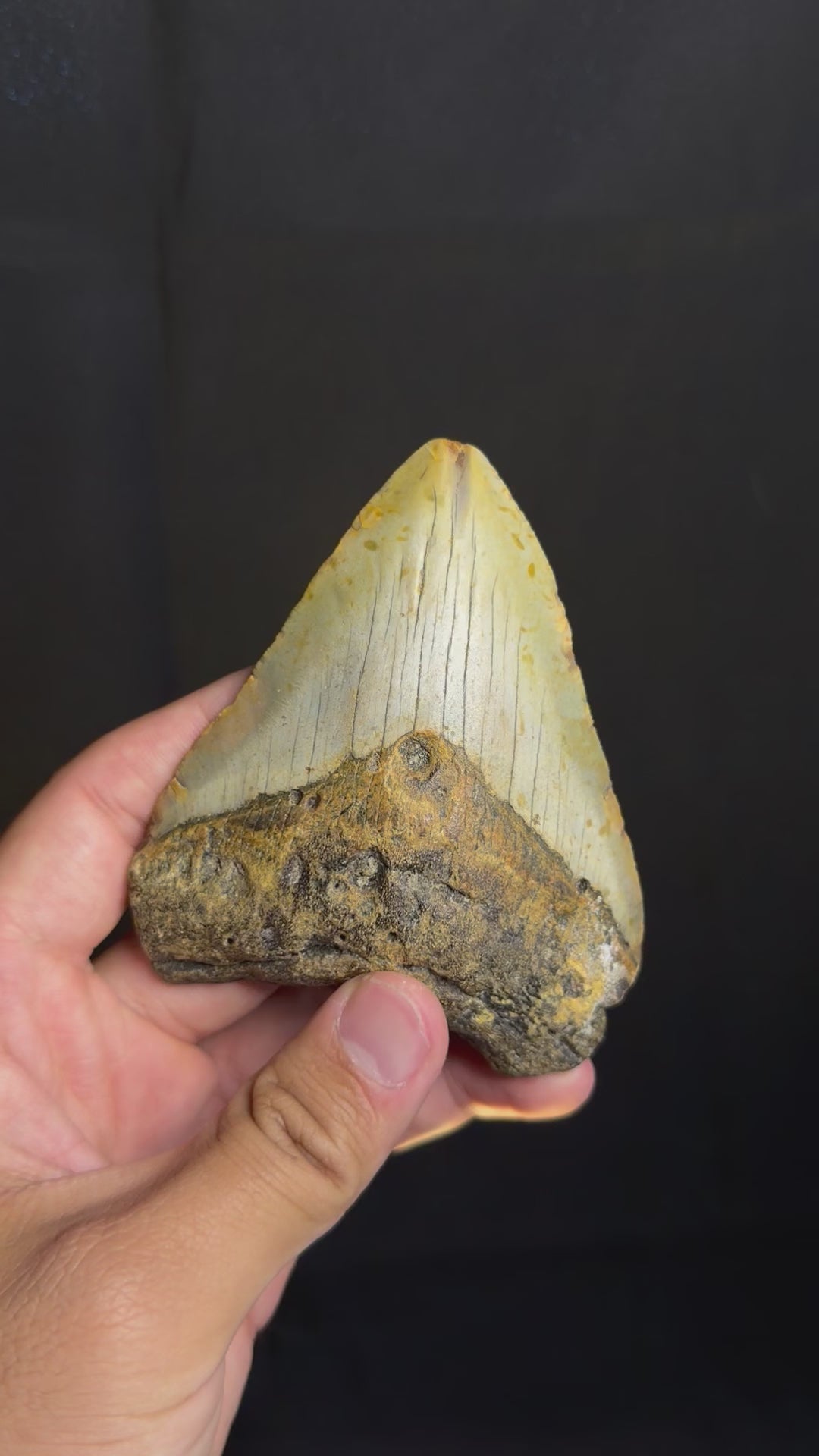Megalodon Tooth - 4.12" - Ledge, North Carolina