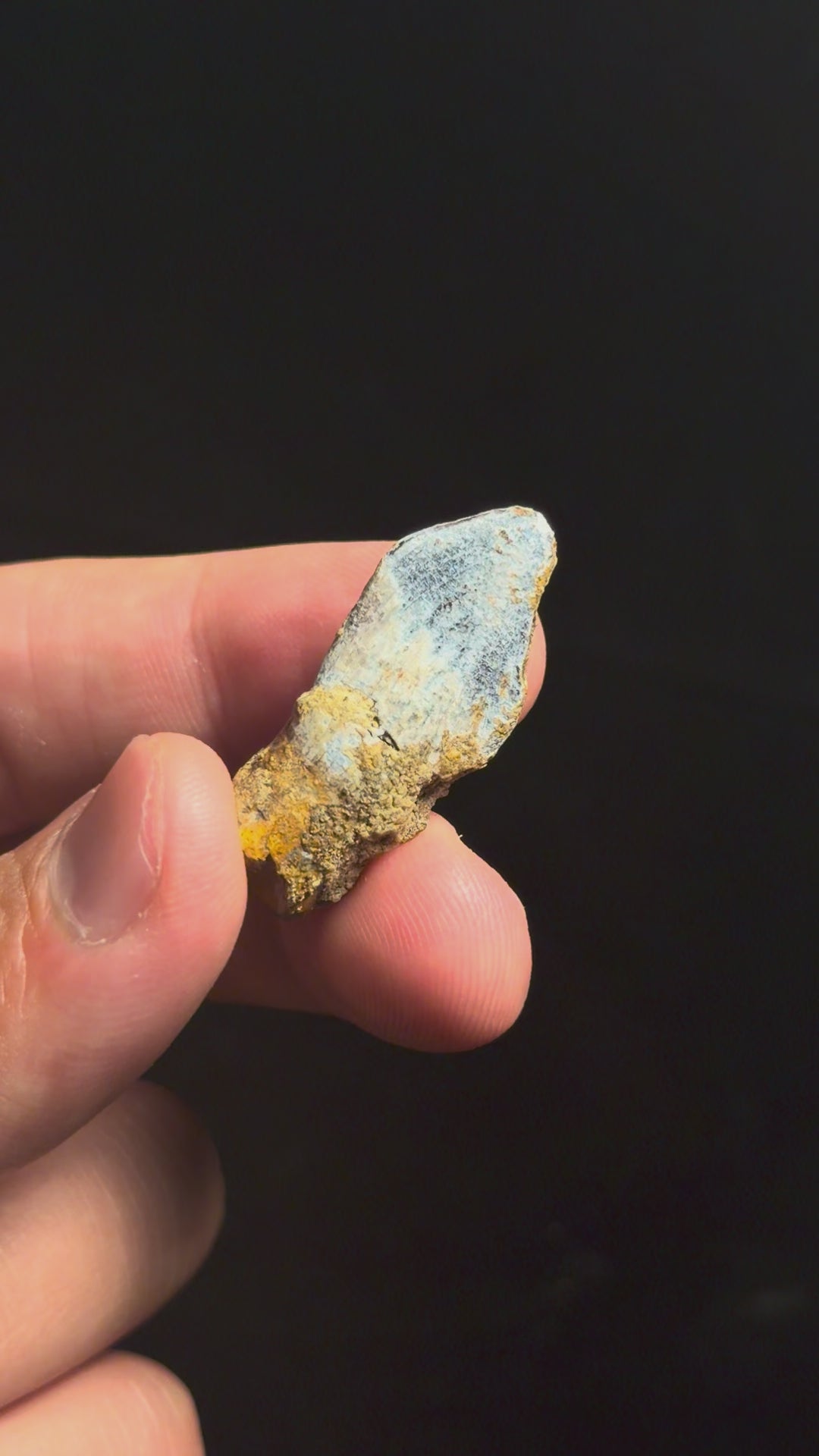 Lapparentosaurus Tooth – 1.37" – Middle Jurassic, Madagascar