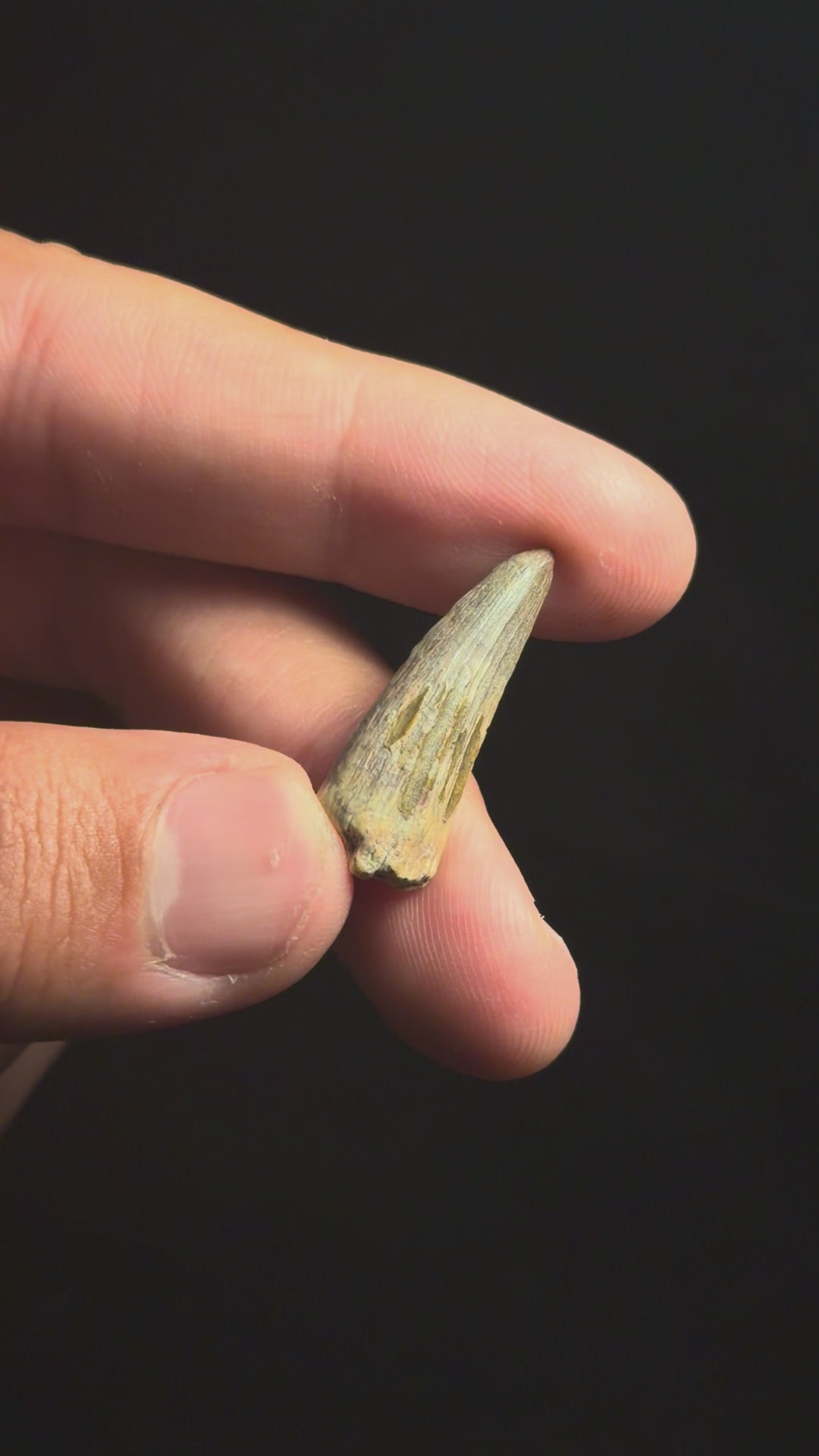 Suchomimus Tooth – 1.13" – Elrhaz Formation, Niger