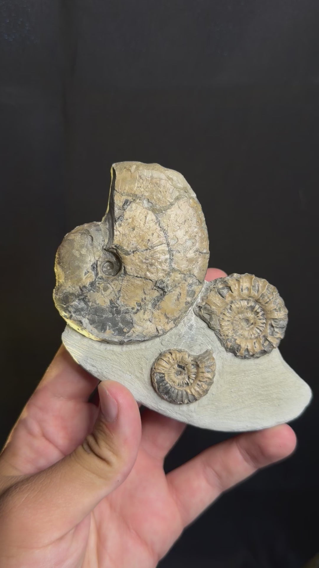 Jurassic Ammonites - Dorset’s Jurassic Coast, UK